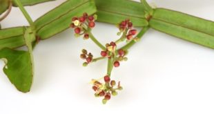 Cissus Quadrangularis Blüte und Rebe
