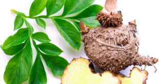 Konja Wurzel und Zweig aus der Glucomannan gewonnen wird.