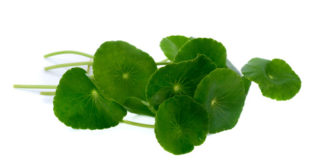 Gotu Kola auf weissem Grund