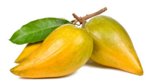 Lucuma Frucht