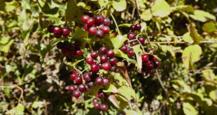 Sarsaparilla Pflanze