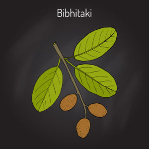 Bibhitaki