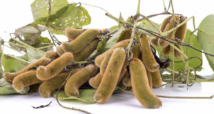 Mucuna pruriens auf weissem Grund