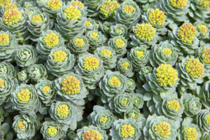 Rhodiola rosea 