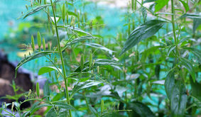 Andrographis paniculata Pflanze