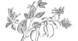 Griffonia Simplicifolia auf weissem Grund