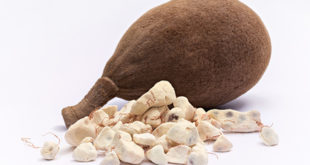 Baobab Frucht und Fruchtfleisch auf weissem Grund