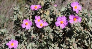 Cistus Pflanze in der Natur
