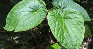 Kava Kava Pflanze