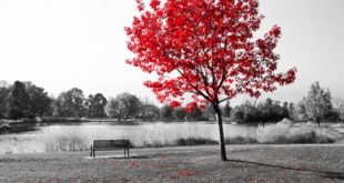 Rotulme in Landschaft