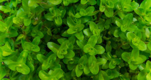 Brahmi Pflanze