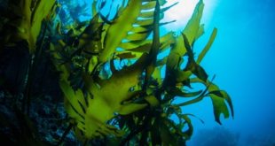 Kelp im Meer