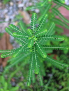 Phyllanthus niruri - Der absolute Testsieger 