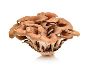 Maitake Pilz 