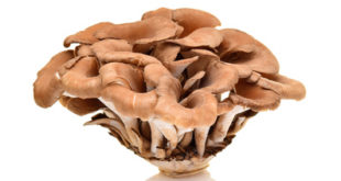 Maitake Pilz auf weissem Hintergrund