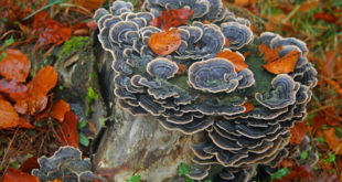 Trametes versicol. Corelios auf einem Baumstumpf