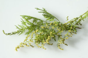 Artemisia annua