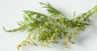 injaehriger beifuss, Artemisia annua auf weissem Hintergrund