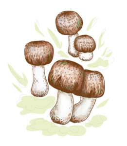 Agaricus blazei murill 