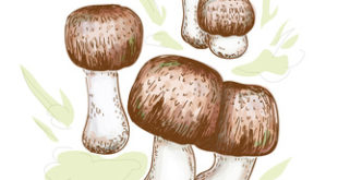 Agaricus blazei murill illustration auf weissem Grund