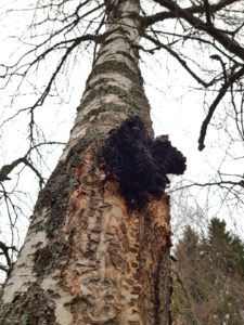 Chaga Pilz 