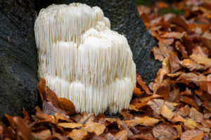 Hericium 