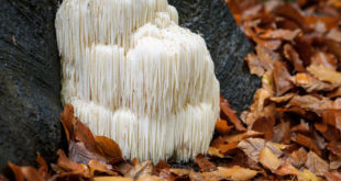 Hericium an einem Baum in der Natur