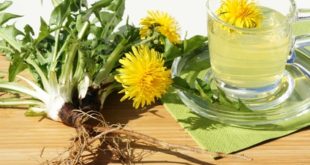 Löwenzahn Tee mit Blüten