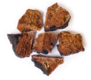 Chaga Pilz 