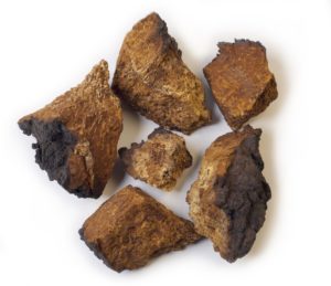 Chaga Pilz 