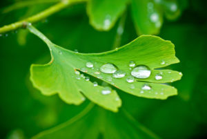 Ginkgo biloba 