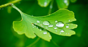 Ginkgo biloba Blatt mit Wasser tropfen