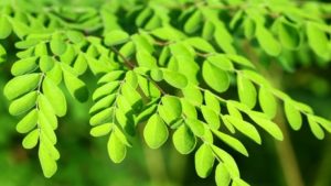 Moringa oleifera