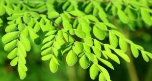 Moringa oleifera