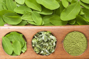 Moringa Oleifere Blatt und Pulver