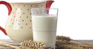 Hafermilch in Glas und Haferstaengel auf Brett