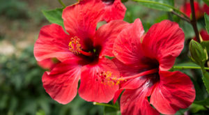 Hibiskustee