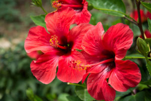 Hibiskustee