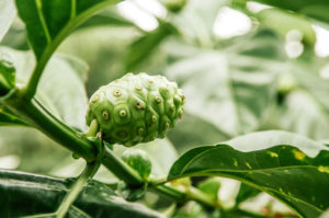 Noni Frucht am Baum