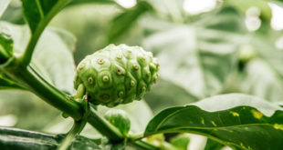 Noni Frucht am Baum