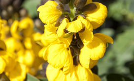 Senna Pflanze