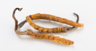 Cordyceps Pilz vor weissem Hintergrund