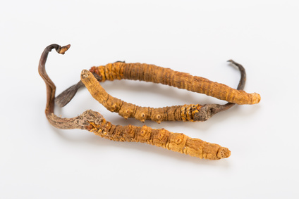 Cordyceps 5 überraschende Gesundheitsvorteile