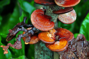 Reishi Pilz