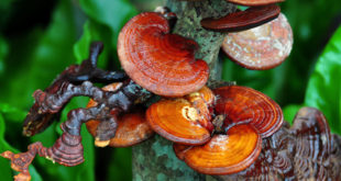 Reishi Pilz