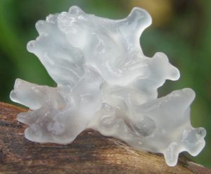 Silberohr Pilz