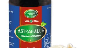 Astragalus Kapseln bestellen