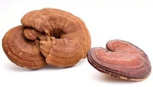 Reishi Pilz kaufen