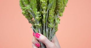 Bulgarischer Bergtee kaufen