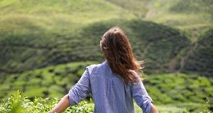 Griechischer Bergtee kaufen